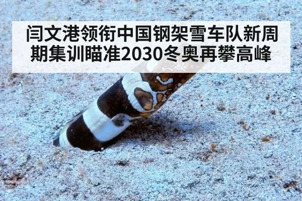 闫文港领衔中国钢架雪车队新周期集训瞄准2030冬奥再攀高峰